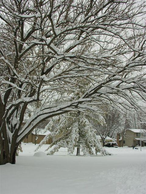 The front yard